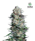 Mexican Airlines Autofloreciente de Fast Buds