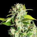 Mikromachine Auto