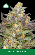 Mint Jelly Auto Autofloreciente de Humboldt Seed Company