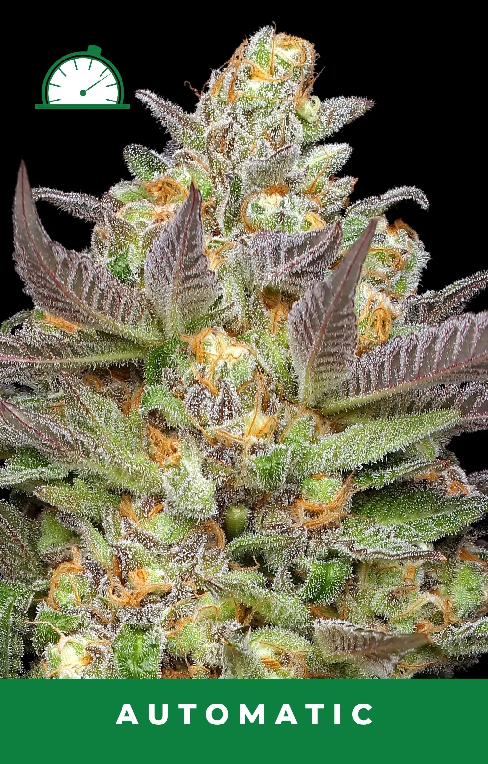 Mint Jelly Auto Autofloreciente de Humboldt Seed Company