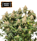 Moby Dick Feminized Cannabis Seeds