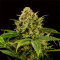 Monkey Grease