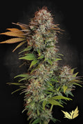 Nebula Feminizada de Paradise Seeds
