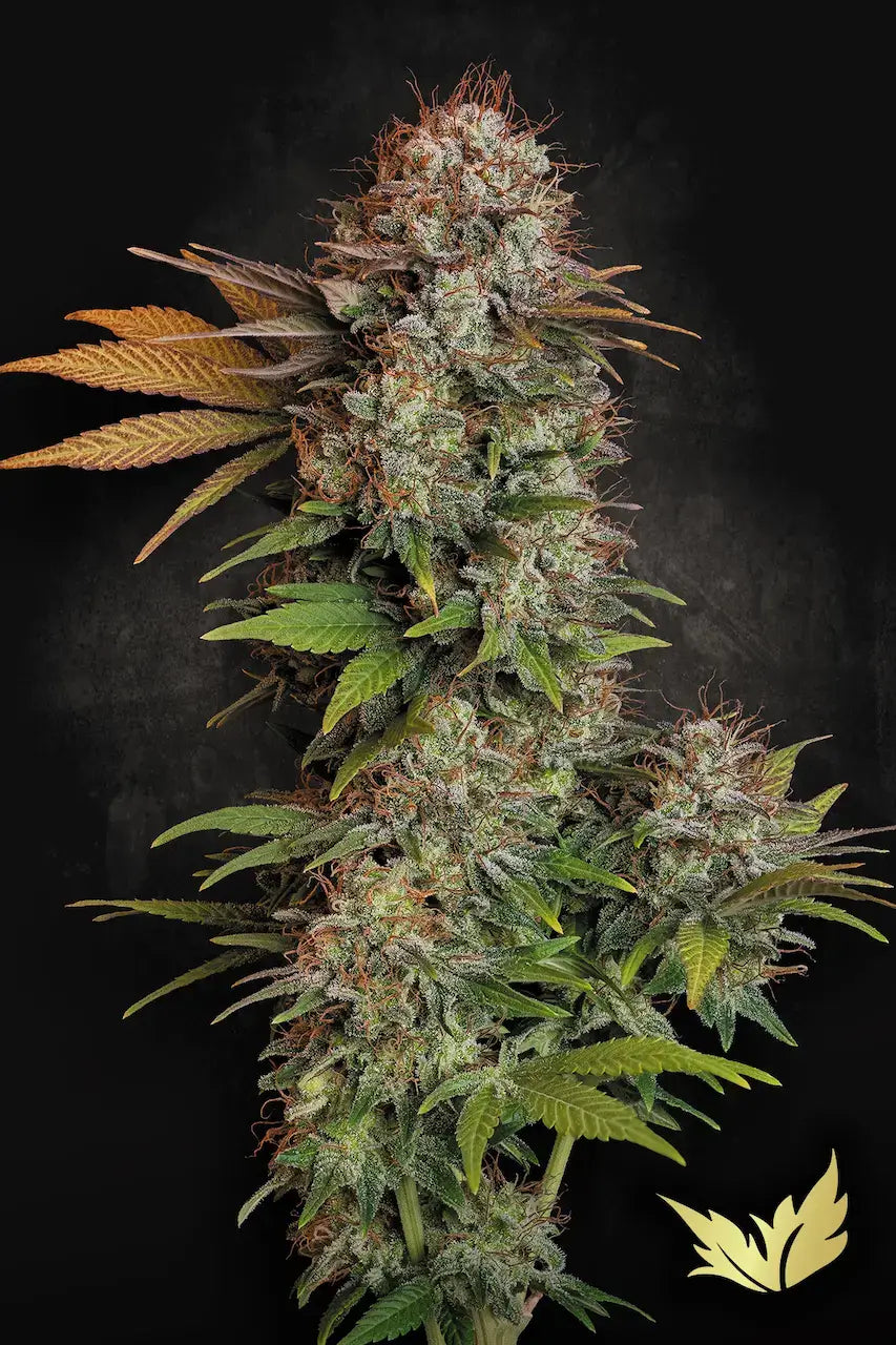 Nebula Feminizada de Paradise Seeds