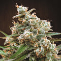 Nepal Jam Regular