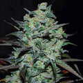 Northern Light Blue THC-Free ®
