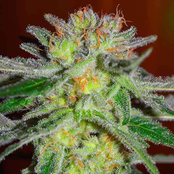 Northern Light Blue ®