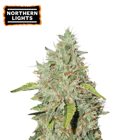 Northern Lights Feminized Cannabis Seeds