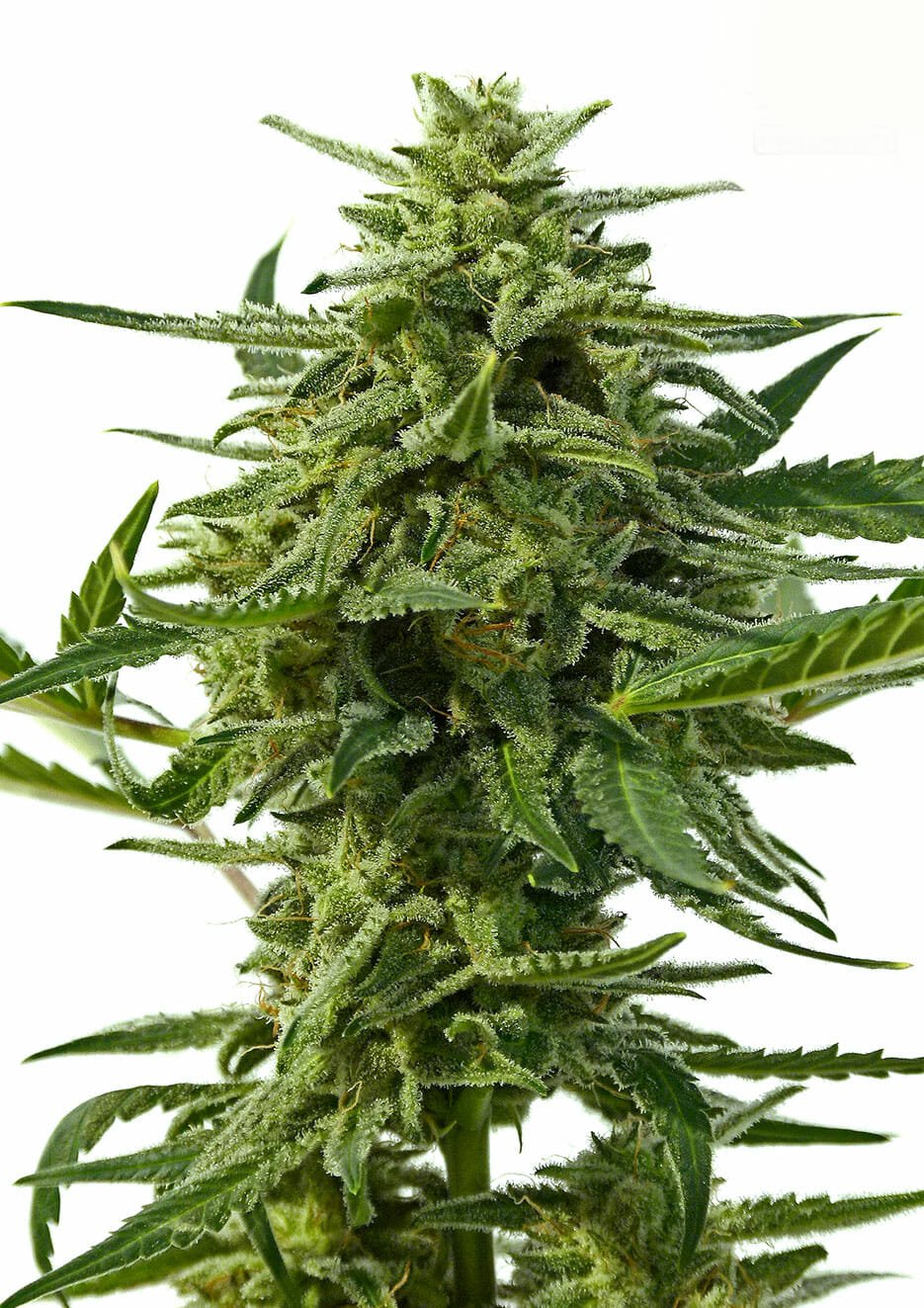 Northern Haze Auto
