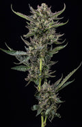 Notorious THC Feminizada de Humboldt Seed Company
