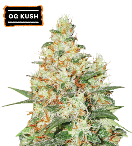 OG Kush Autoflower Cannabis Seeds