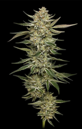 OG Triploid Feminizada de Humboldt Seed Company