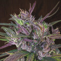 Oldtimer’s Haze Regular