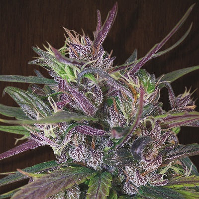 Oldtimer’s Haze Regular