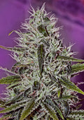 One Love Haze