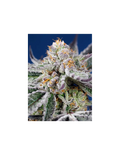 Orange Apricot Glue XL Auto®