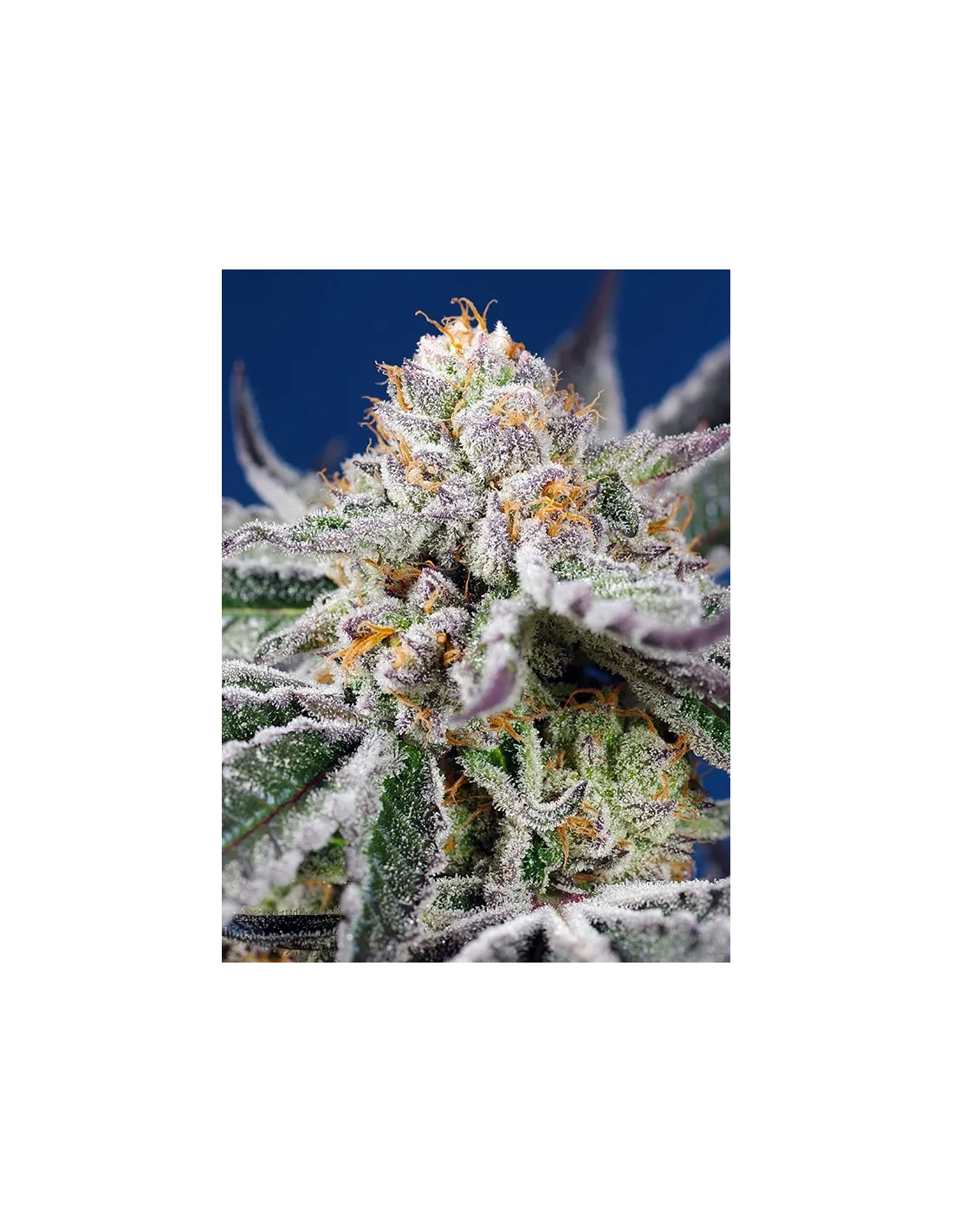 Orange Apricot Glue XL Auto®