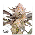 Orange Bud 2.0