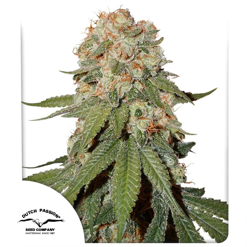 Orange Bud®