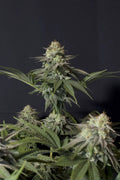 Orange Sherbet FF Feminizada de Fast Buds