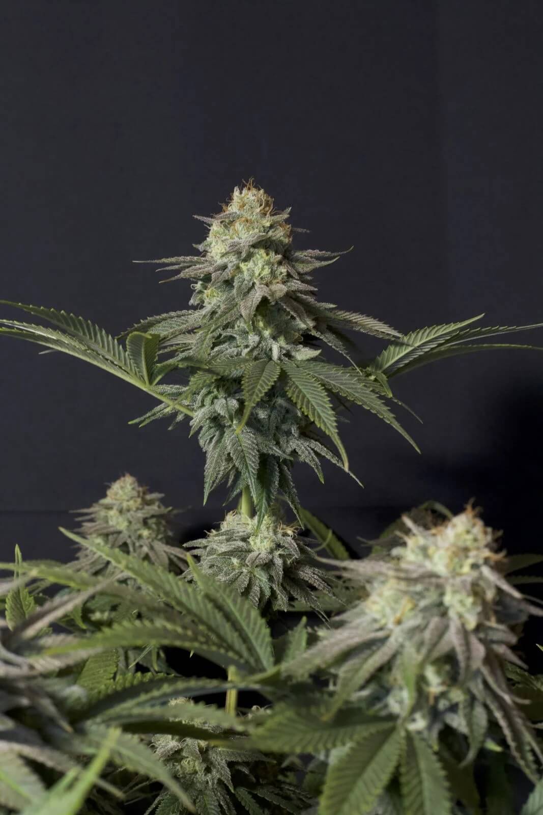 Orange Sherbet FF Feminizada de Fast Buds