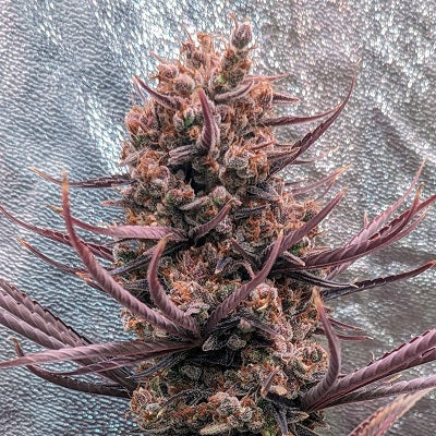 Panama Haze Regular