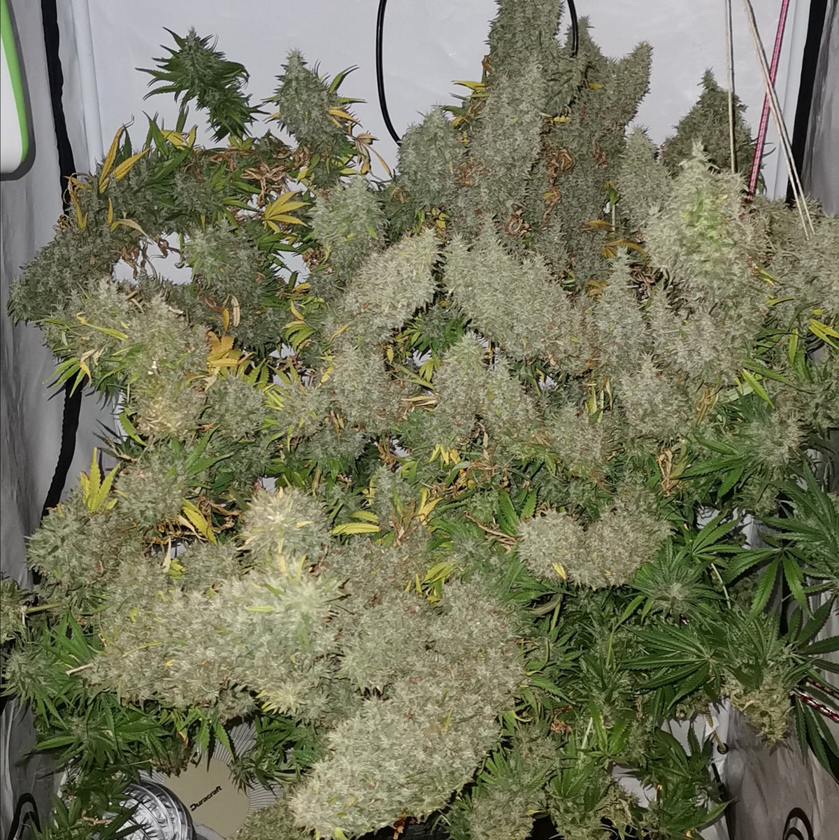 Panama x Bangi Haze Regular