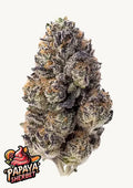 Papaya Sherbet Feminizada de Fast Buds
