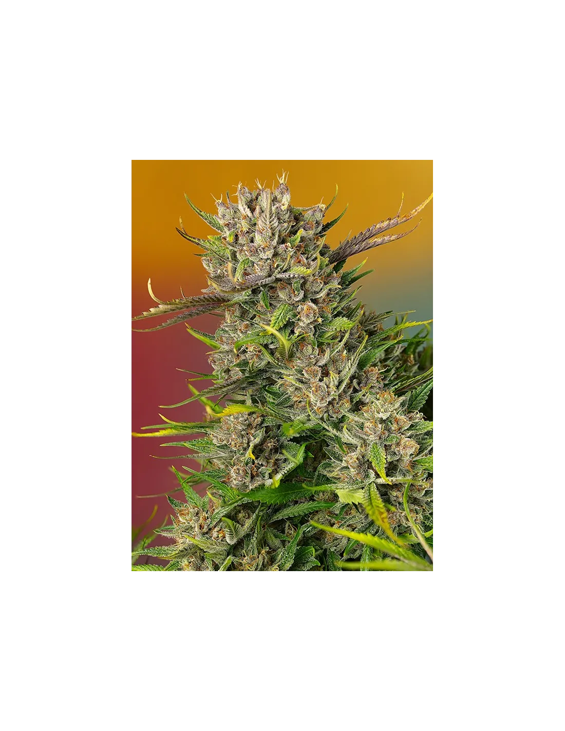 Papaya Zoap Auto®