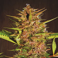 Pakistan Chitral Kush Regular