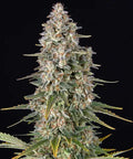 Pineapple Chunk Strain