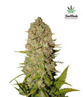 Pineapple Express Autofloreciente de Fast Buds