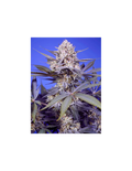Pineapple Slush XL Auto®