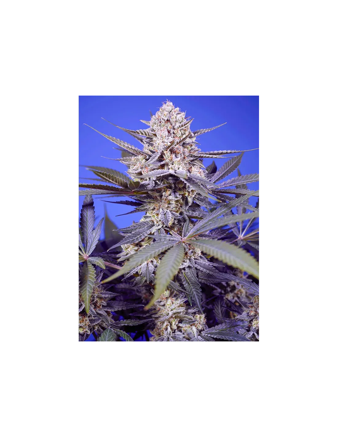 Pineapple Slush XL Auto®