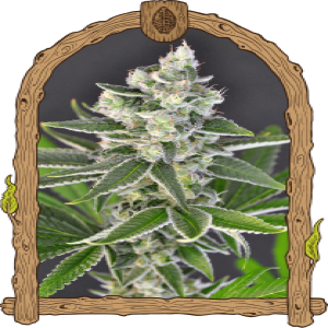 Pink Hokkaido Strain