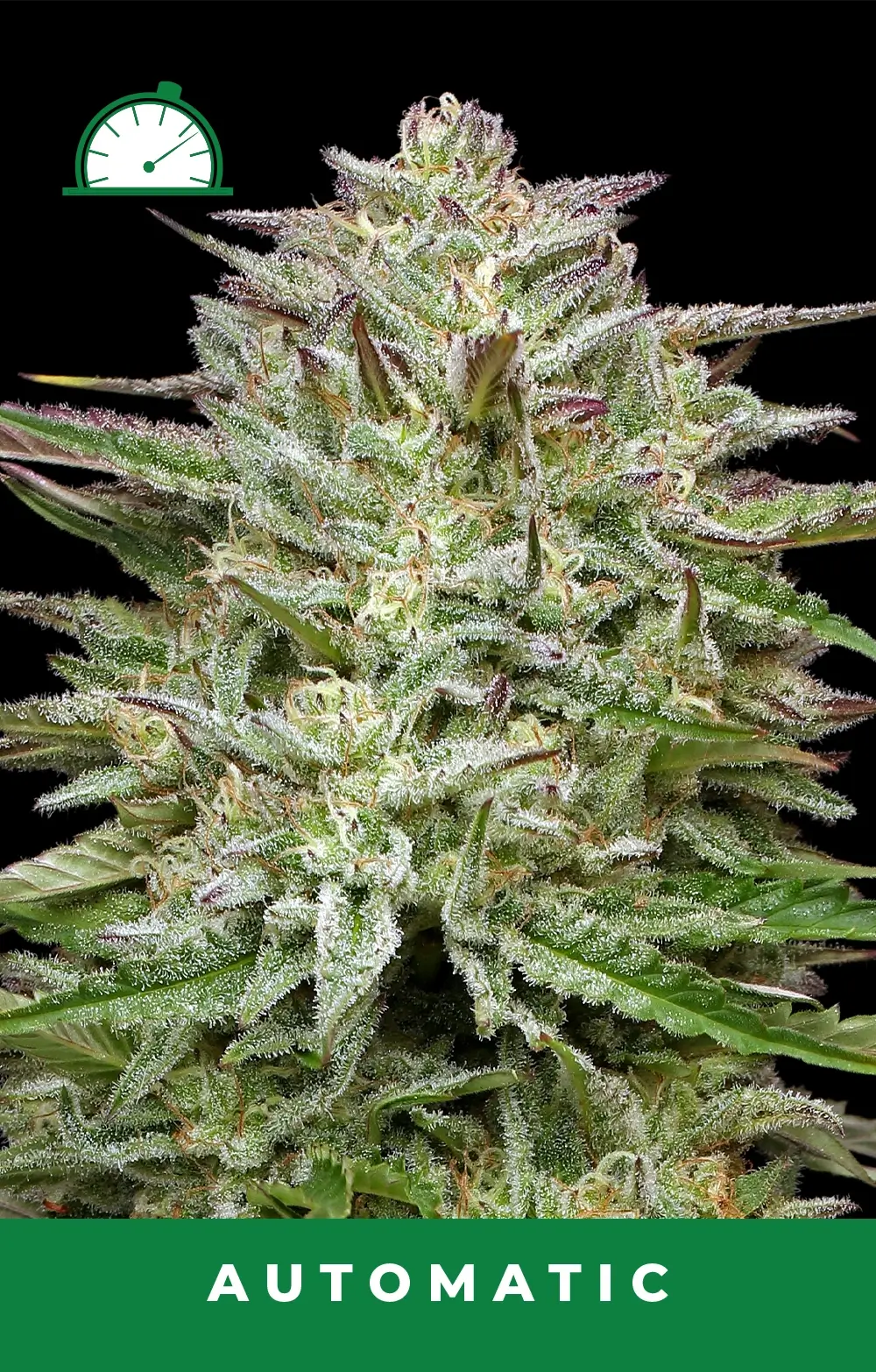 Pound Town Auto Autofloreciente de Humboldt Seed Company