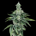 Recon 2.0 Fem Cannabis Seeds