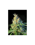 Psicodelicia®