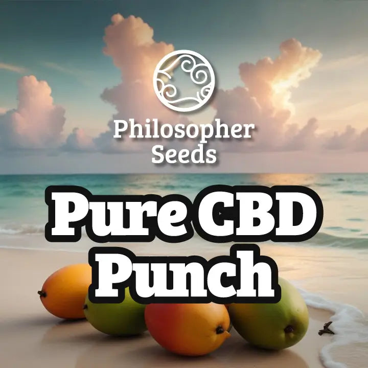Pure CBD Punch