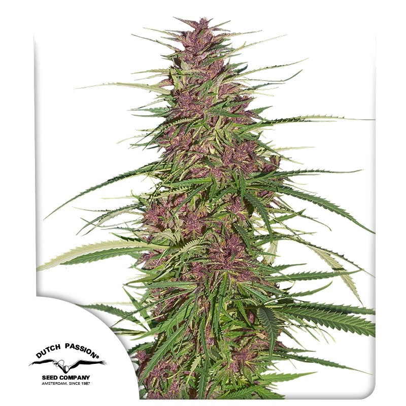 Purple #1®