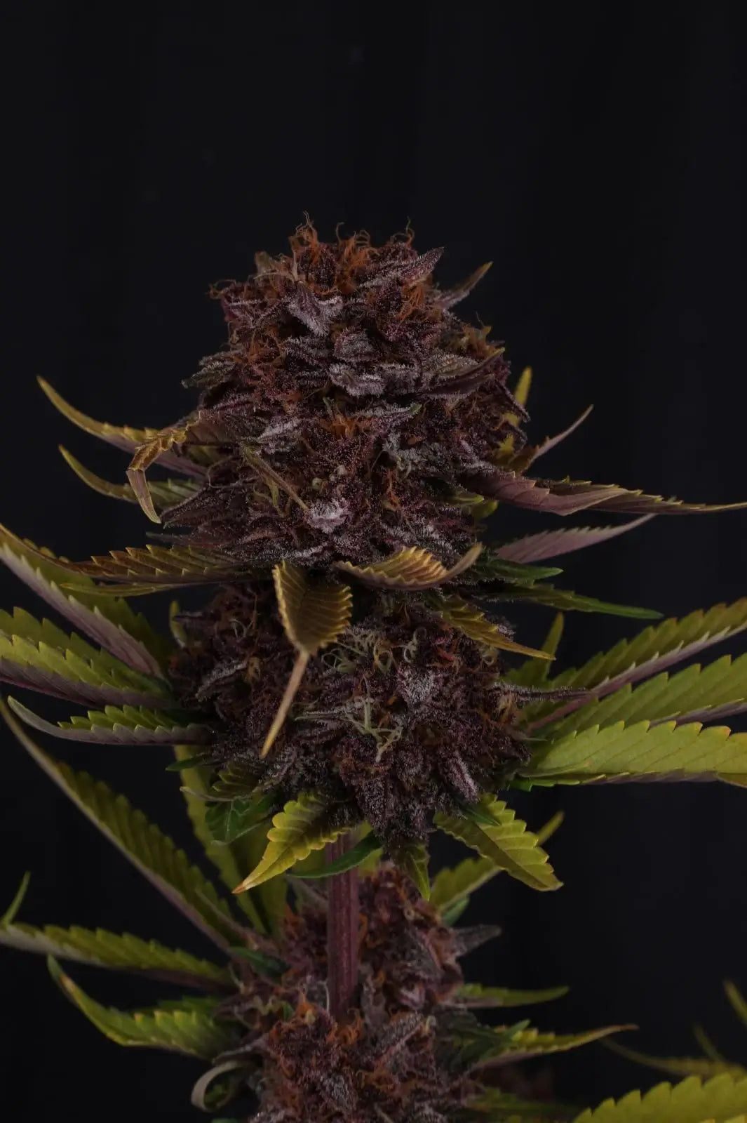 Purple Lemonade Auto RF3 Autofloreciente de Fast Buds