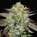 Purple Mango Kush ®