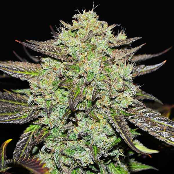Purple Mango Kush ®