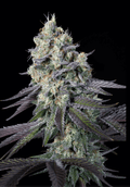 Purple Mints Feminizada de Paradise Seeds