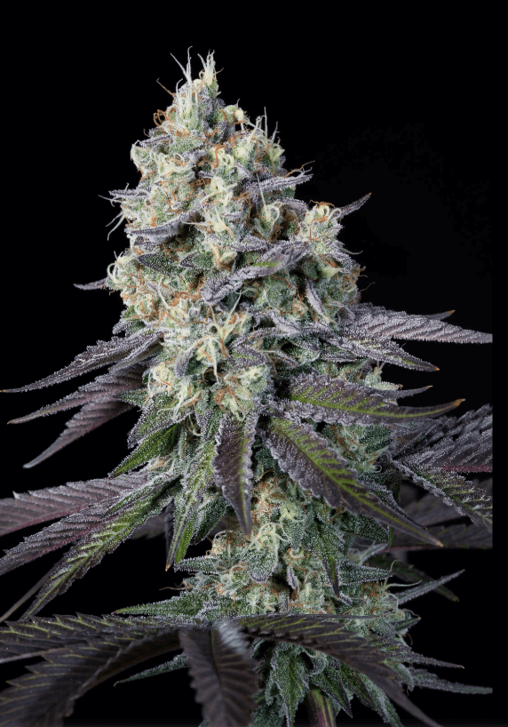 Purple Mints Feminizada de Paradise Seeds