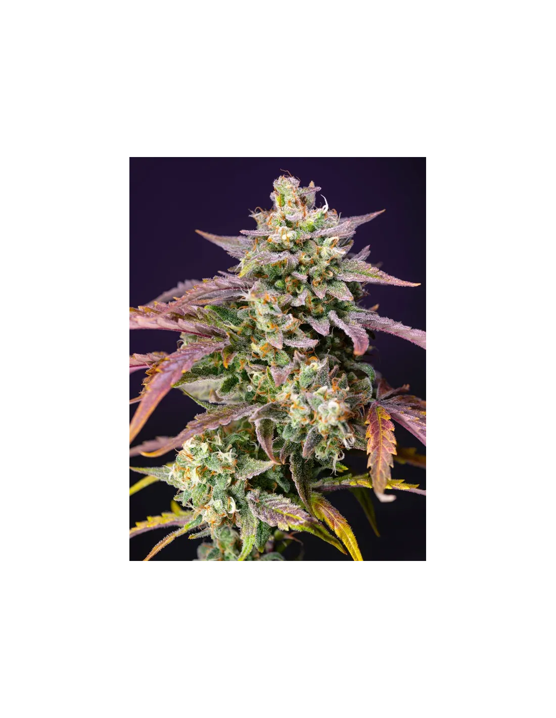 Purple Punch OG XL Auto®