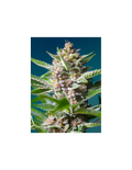 Purple Punch OG®
