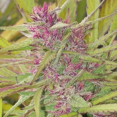 Purple Satellite Regular