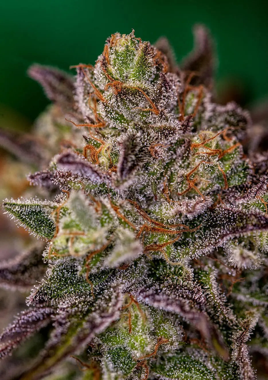 Purple Cherry