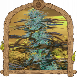 Purple Monkey Auto Strain